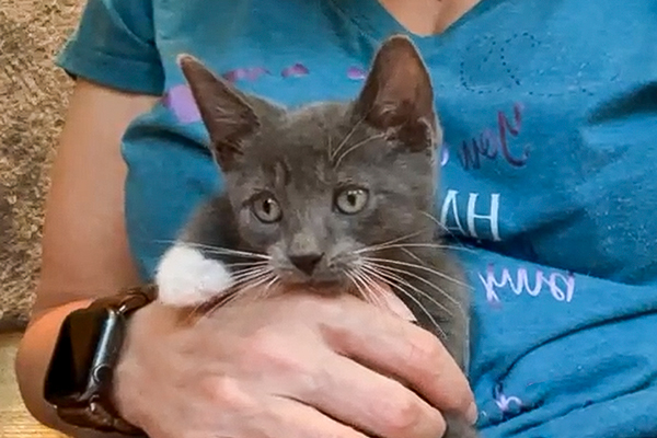 Watch Videos of Kittens for Adoption